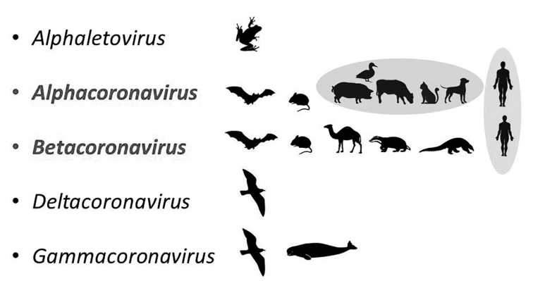 Source of the COVID-19 pandemic: ecology and genetics of coronaviruses (Betacoronavirus: Coronaviridae) SARS-CoV, SARS-CoV-2 (subgenus Sarbecovirus), and MERS-CoV (subgenus Merbecovirus)
