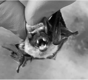Biological characteristics and permissiveness to viruses of diploid kidney cells strain from the bat Nathusius’ pipistrelle (<i>Pipistrellus nathusii</i> Keyserling & Blasius, 1839; <i>Chiroptera: Microchiroptera: Vespertilionidae</i>)