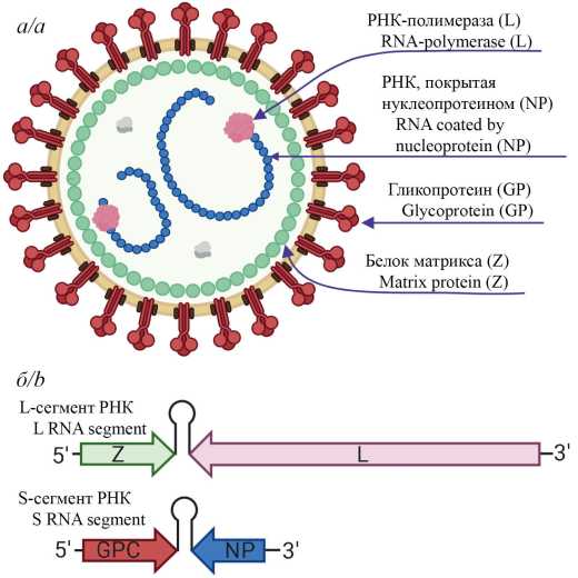Review of candidate vaccines for the prevention of Lassa fever