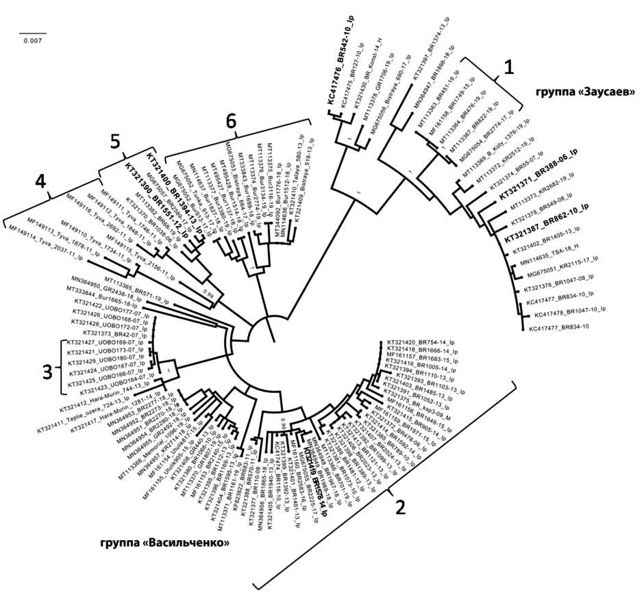 Biological properties and phylogenetic relationships of tick-borne encephalitis virus (Flaviviridae, Flavivirus) isolates of siberian subtype isolated in the south of East siberia in modern period