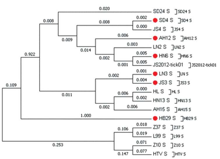 The molecular evolution of Dabie bandavirus (Phenuiviridae: Bandavirus: Dabie bandavirus), the agent of severe fever with thrombocytopenia syndrome