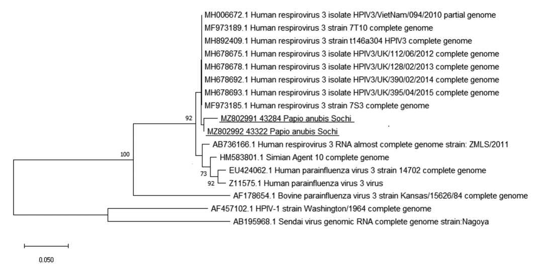 Prevalence of laboratory markers of human respiratory viruses in monkeys of Adler primate center