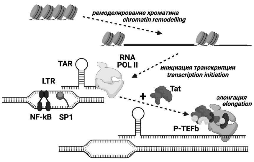 Analysis of Tat protein characteristics in human immunodeficiency virus type 1 sub-subtype A6 (Retroviridae: Orthoretrovirinae: Lentivirus: Human immunodeficiency virus-1)